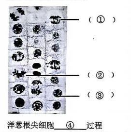 【真题】2024年10月自考02660植物学（二）试题-自考菌