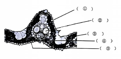 2024年10月自考02660植物学（二）试题第52题图